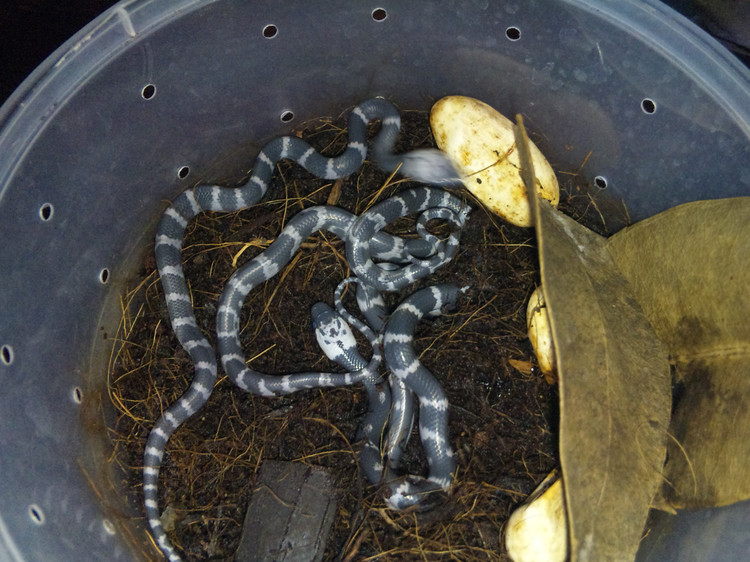  p>白环蛇(学名:lycodon aulicus)是游蛇科白环蛇属的爬行动物,主要