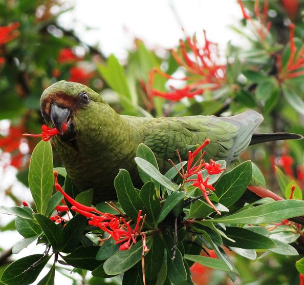  p>南方锥尾鹦鹉(学名: i>enicognathus ferrugineus /i>):是鸟纲