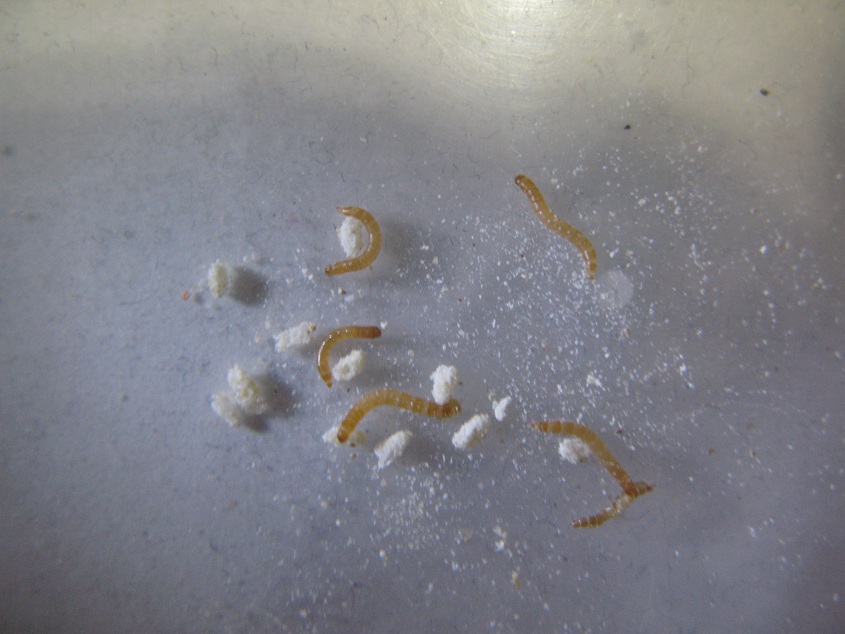  p>黄粉虫俗名面包虫,为鞘翅目拟步行科粉甲属的昆虫.