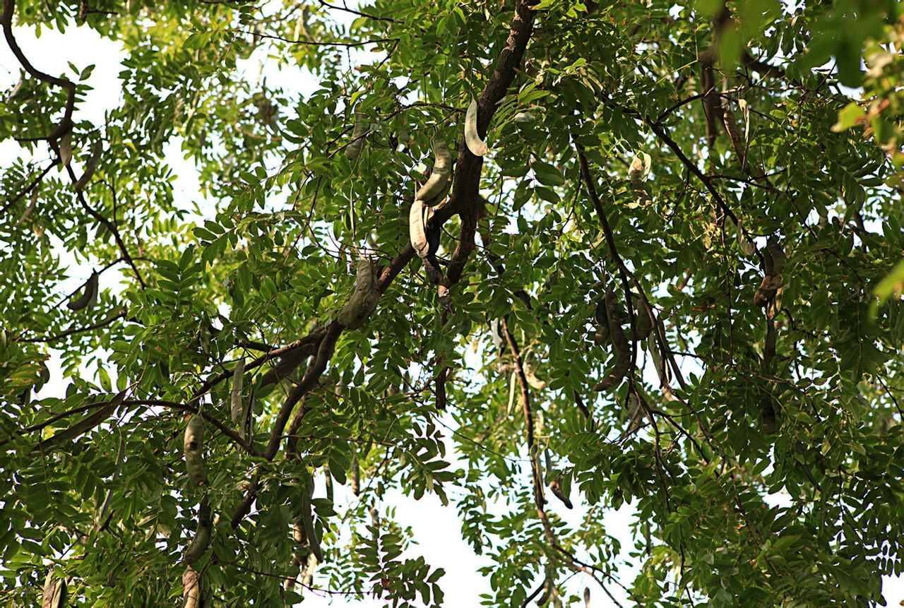 伍佑古皂荚树