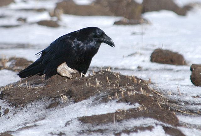  p>渡鸦(学名: i>corvus corax /i>):是一种全身黑色的大型 a href="