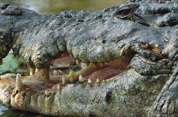  p>湾鳄(学名: i>crocodylus porosus /i>)是鳄科,鳄属的一种鳄鱼.