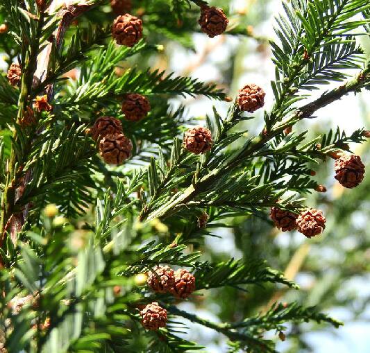  p>北美红杉(学名: i> i>sequoia sempervirens /i> /i> (lamb.