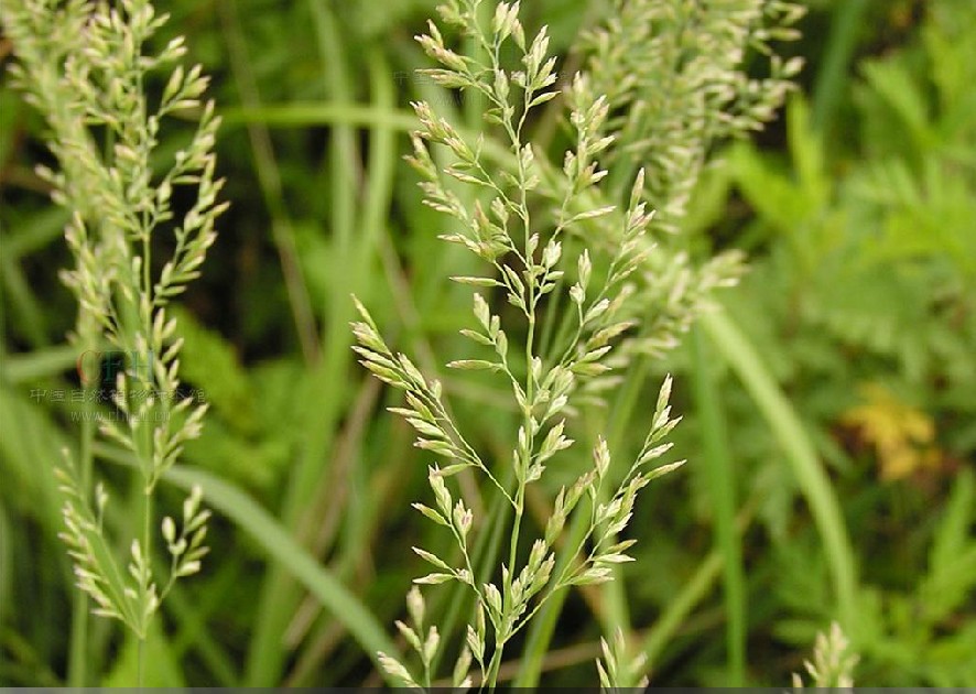  p>早熟禾(学名: i>poa annua /i> l.