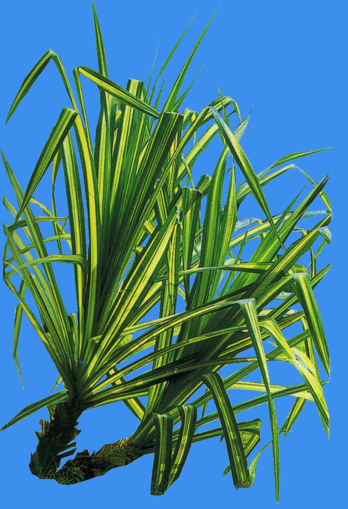  p data-id="ta98kyapwb8u">露兜是露兜树科露兜树属常绿分枝灌木或小