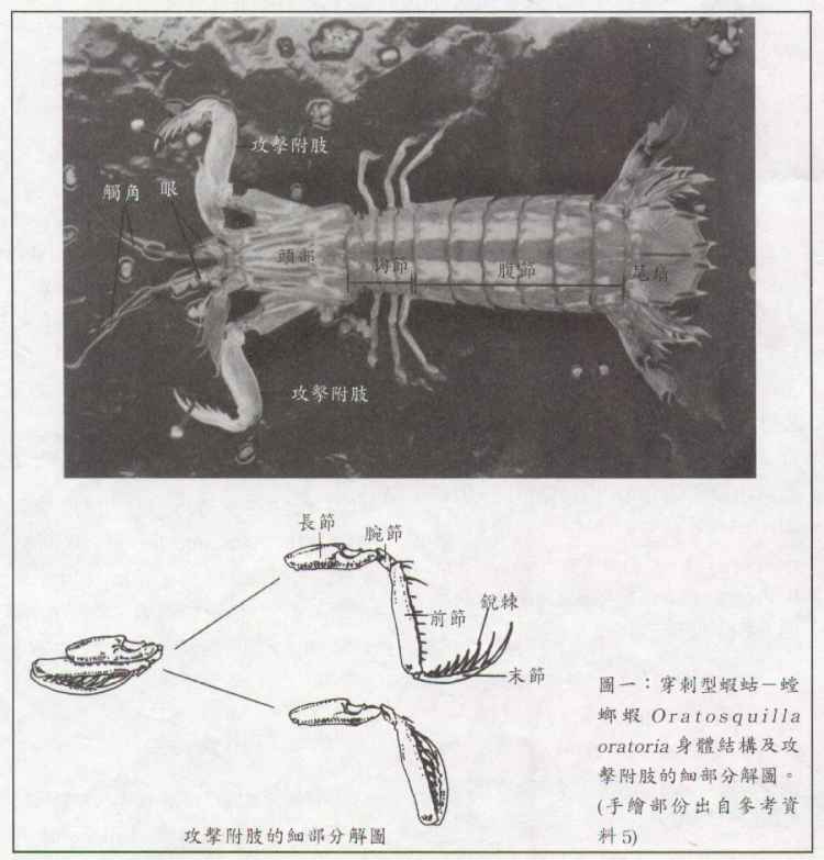  p data-id="gnx0tfy834">虾蛄,英文名为mantis shrimp( a target="