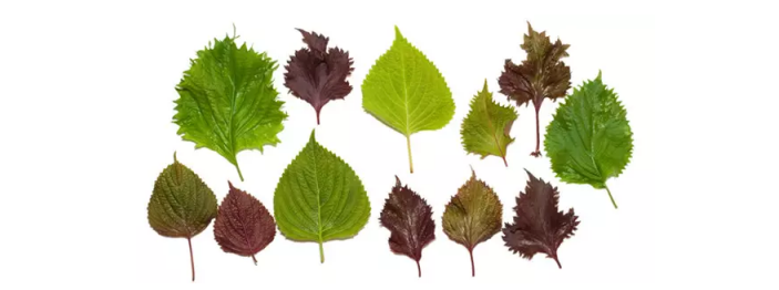 紫苏叶和其替身的鉴别宝典 百科ta说