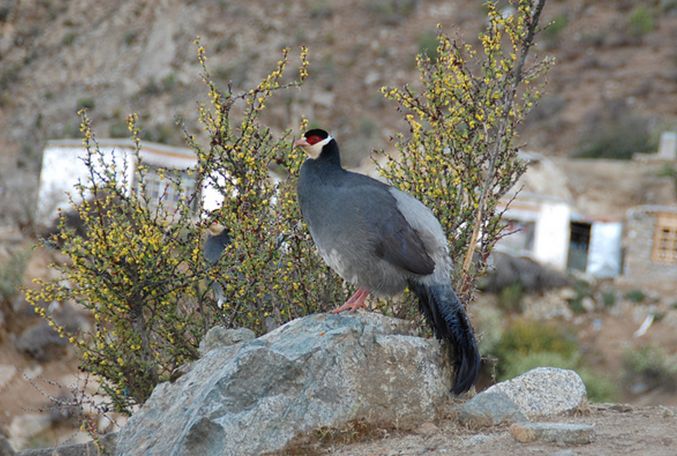  p>藏马鸡(学名: i>crossoptilon harmani /i>)也叫 a target="_blank