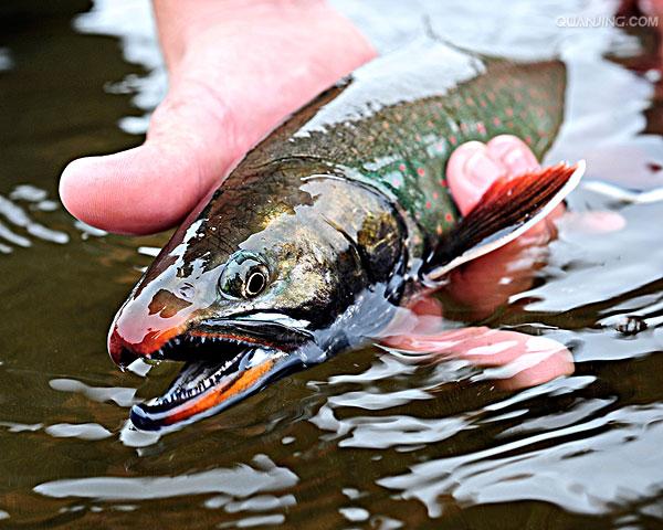  p>花羔红点鲑(学名:salvelinus malma)为鲑科红点鲑属的鱼类,体色由