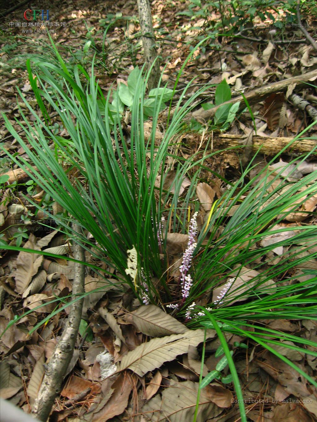 liriope spicata (thunb.) lour.