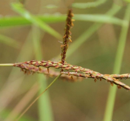 p>粗毛鸭嘴草(学名: i>ischaemum barbatum /i> retz.