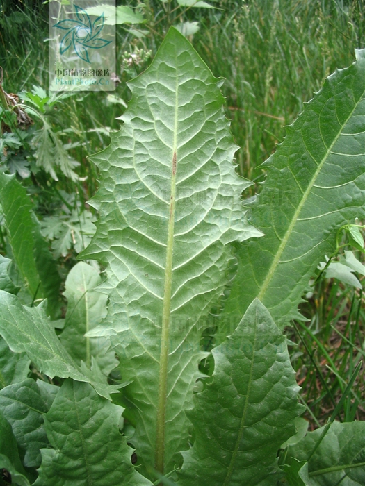  p>芥叶蒲公英为 a href="#">菊科 /a> a href="#">蒲公英属 /a>的