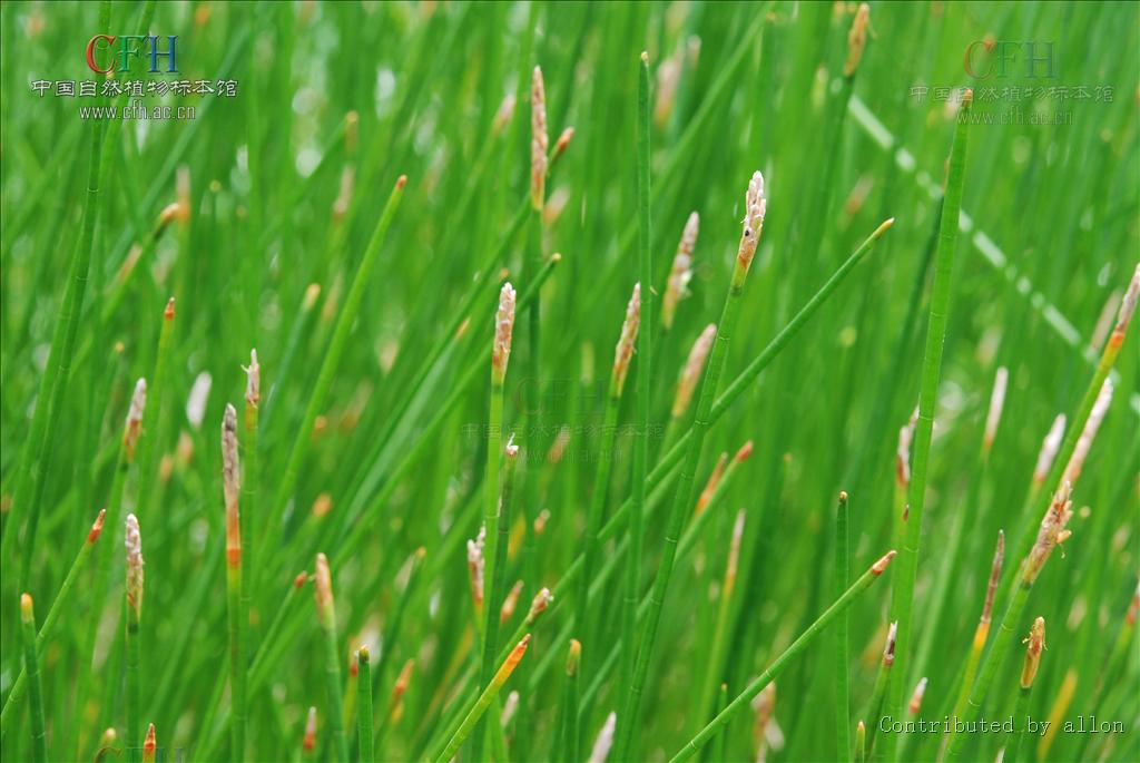 f.) trin.)是莎草科,荸荠属植物.