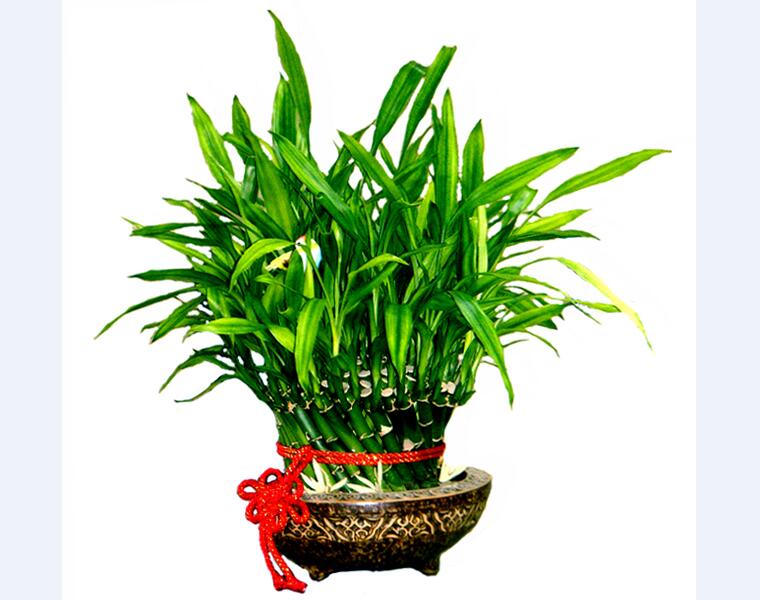 富贵竹