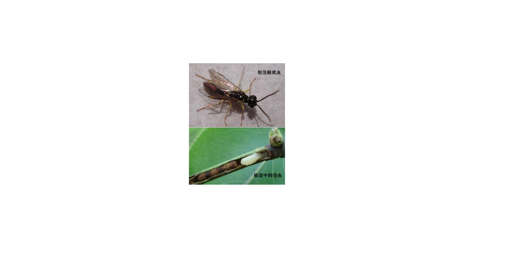  p data-id="gnbc0lp6rq">梨茎蜂(又叫梨梢茎蜂或梨茎锯蜂)从梨树的次