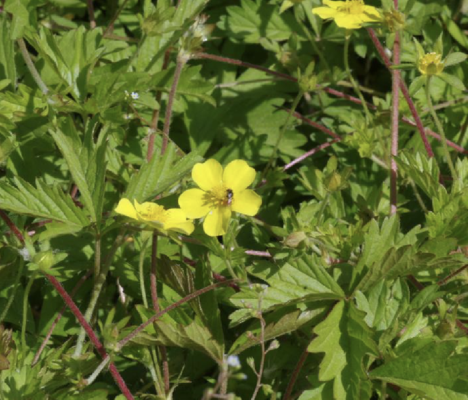 ex schlecht.)是蔷薇科委陵菜属植物.