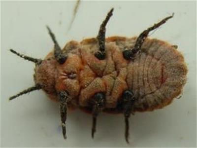  p data-id="gnavn8x5ie">草履介壳虫,草履蚧,又名草鞋介壳虫,柿裸蚧.