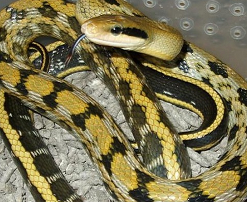 黑眉锦蛇指名亚种