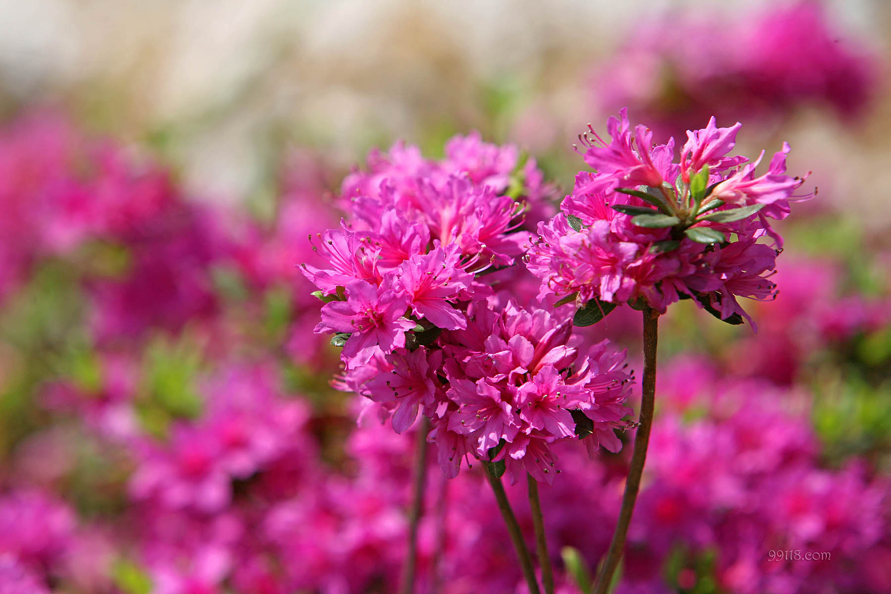  p>大关杜鹃(学名: i>rhododendron atrovirens /i> franch.