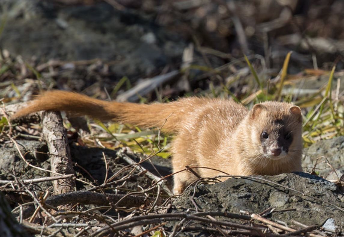  p>日本鼬(学名: i>mustela itatsi /i>):是哺乳纲,鼬科的一种 a href