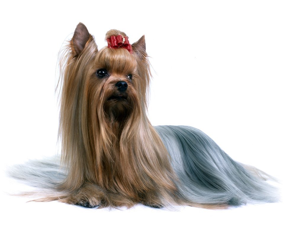 澳大利亚梗犬
