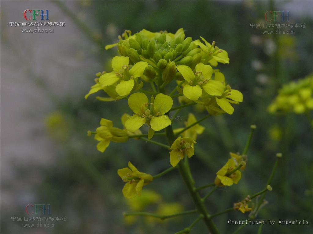 sisymbrium luteum var. yunnanense