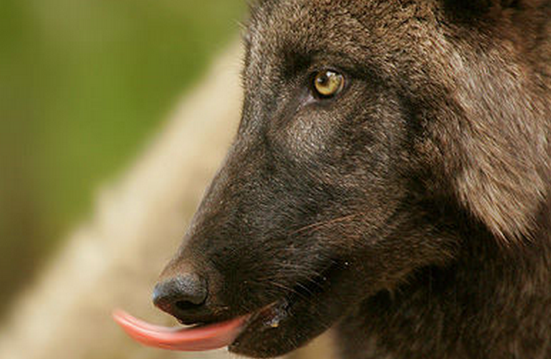 canis lupus columbianus