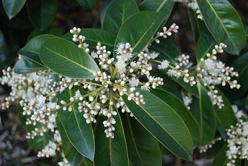  p> a target="_blank" href="/item/琼中山矾/5723333" data-lemmaid