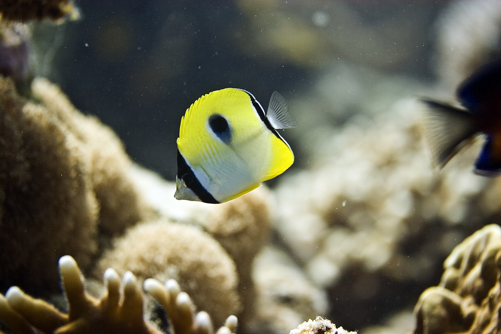  p>单斑蝴蝶鱼(学名:chaetodon unimaculatus).为蝴蝶鱼科蝴蝶鱼属.