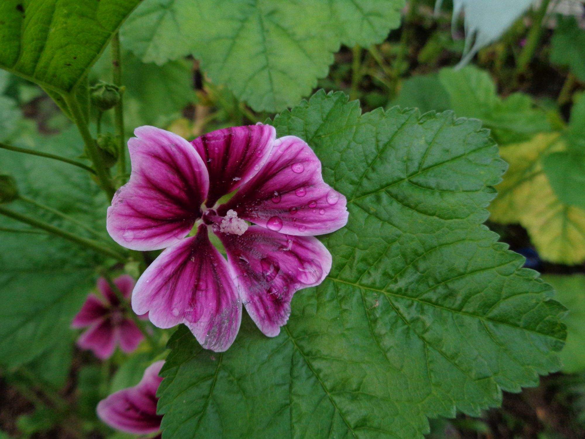 p>锦葵(学名: i>malva sinensis /i>  cavan.
