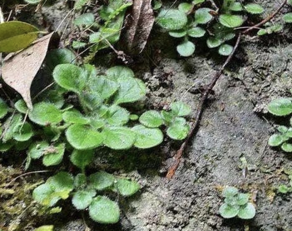 t. wang)是苦苣苔科石蝴蝶属植物,多年生草本.