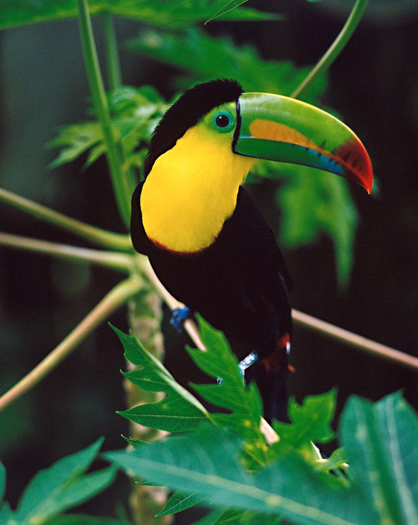  p>绿巨嘴鸟(emerald toucanet), a href="#" data-lemmaid="1194548"