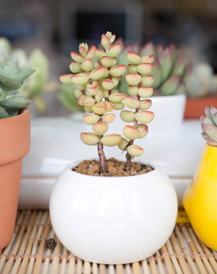  p>半球星乙女( i>crassula rupestris /i> ssp.