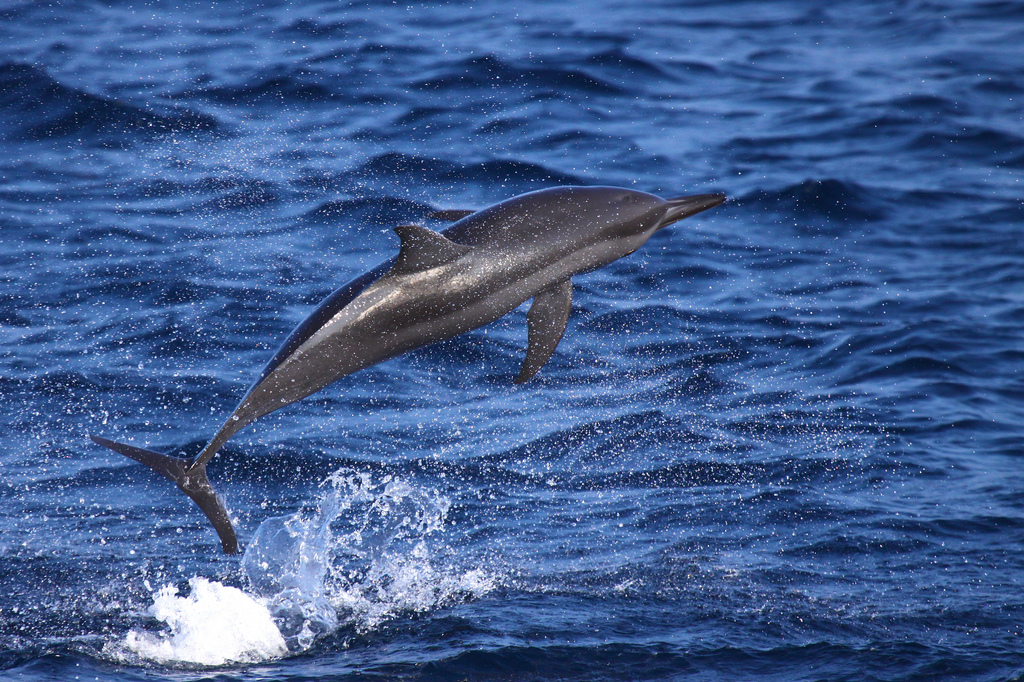 长吻原海豚
