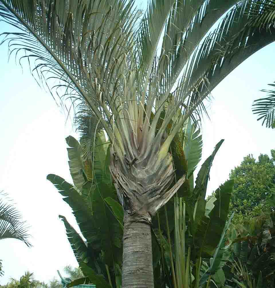  p>三角椰子(学名: i>dypsis decaryi /i> (jum.