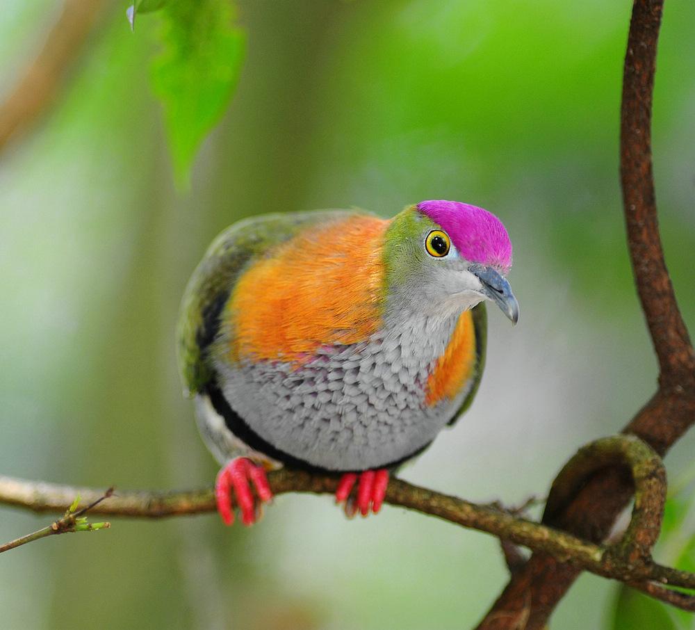  p>华丽果鸠是 a target="_blank" href="/item/鸟纲/1194548" data