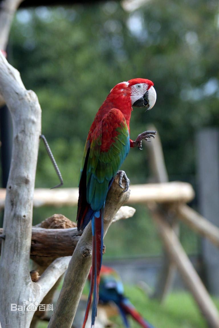 体长84-89厘米,体重900-1490克,是体型最大的鹦鹉之一.