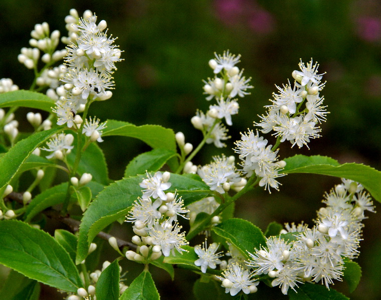  p>檀香科在思格勒系统 1964 年出版的《植物分科志要》 第十二版中归