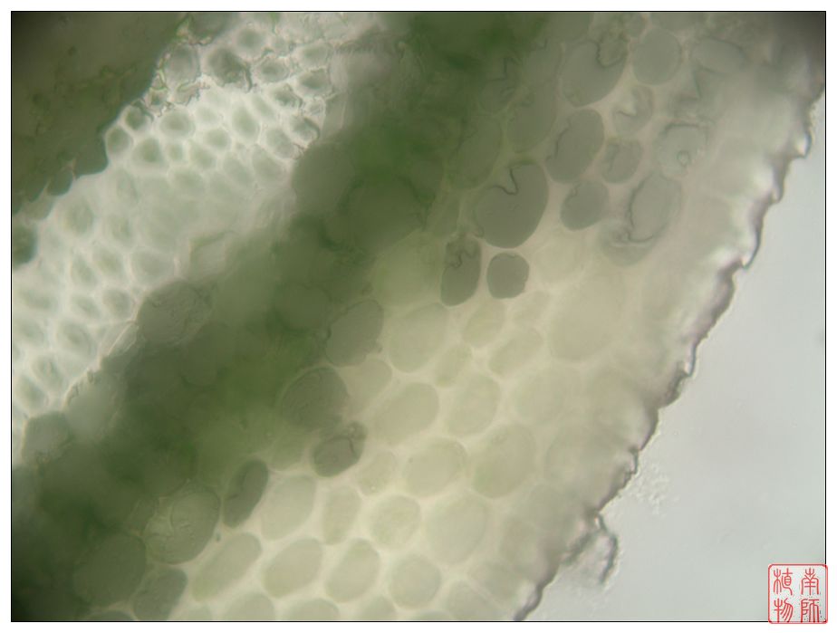  p> a href="#" data-lemmaid="2635170">机械组织 /a>(mechanical