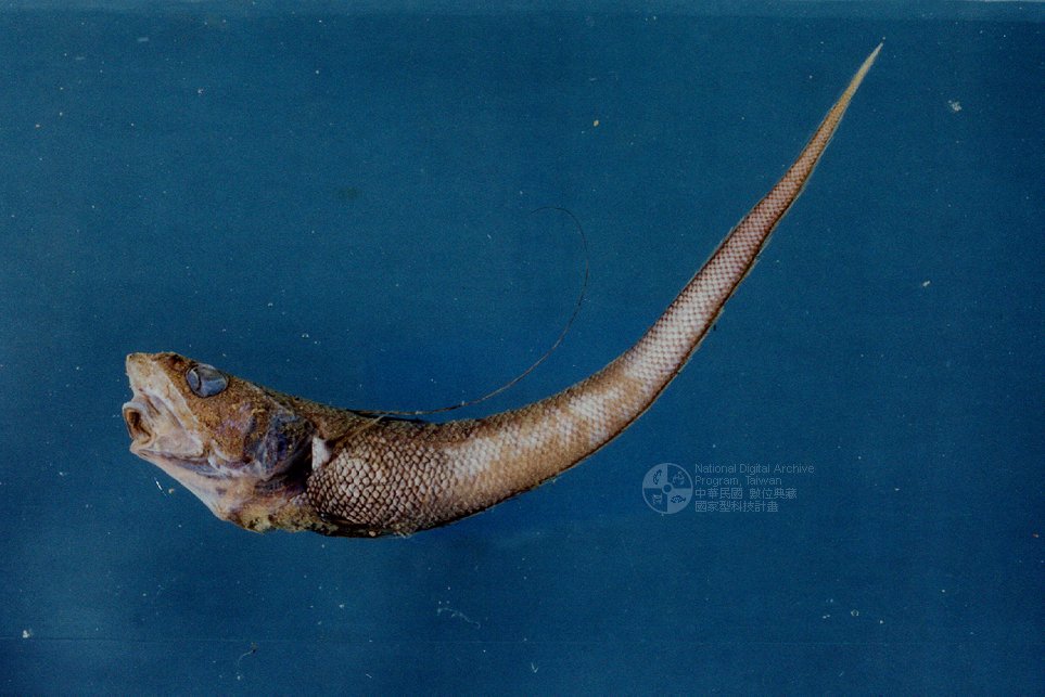  p>大眼青眼鱼(学名:chlorophthalmus albatrossis)为青眼鱼科青眼鱼