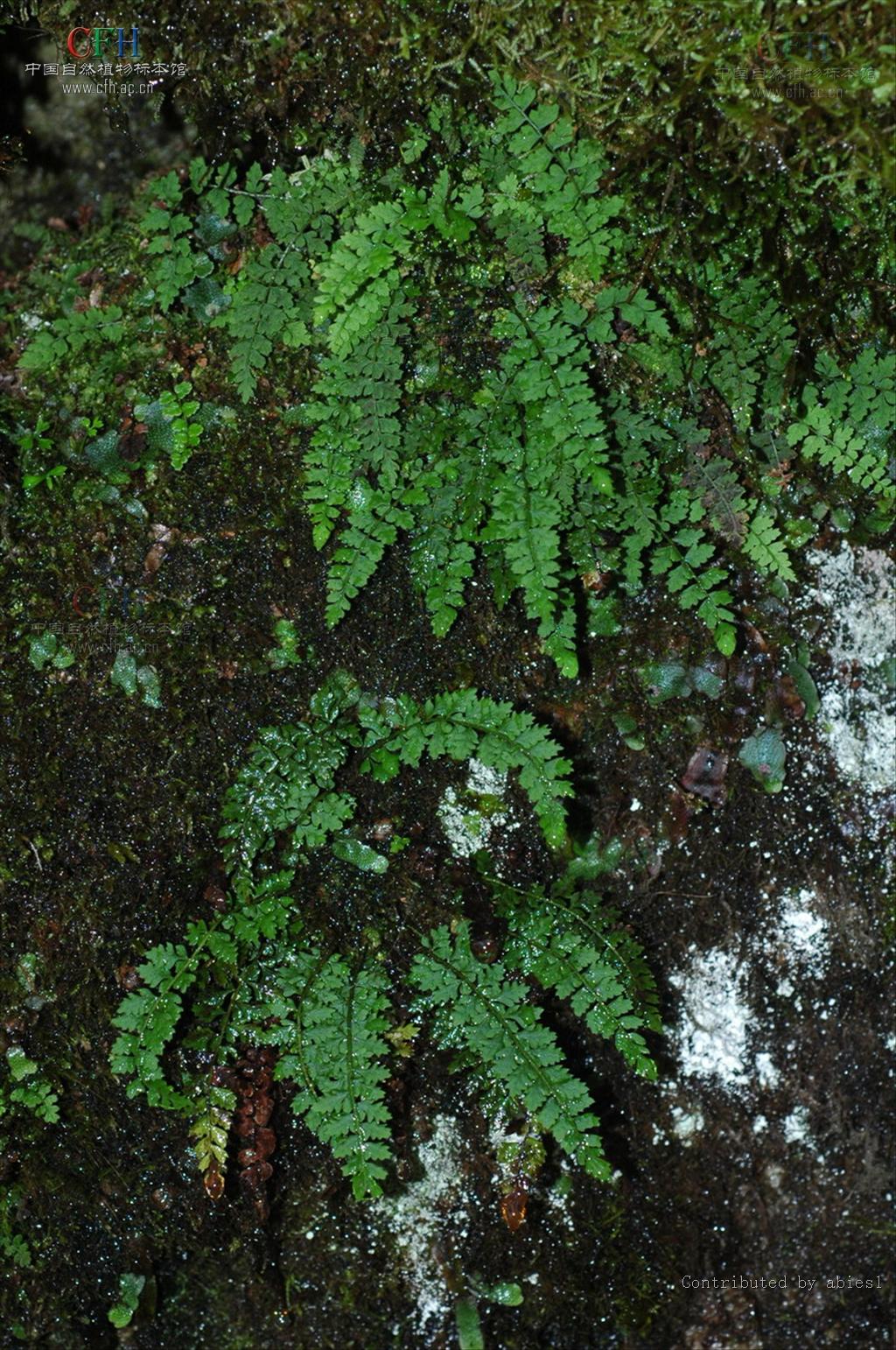  p>杜氏耳蕨( a target="_blank" href="/item/学名/8074290" data