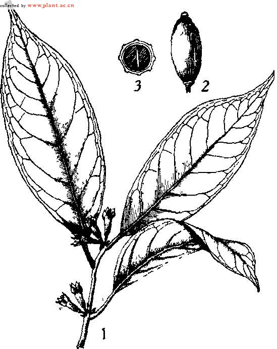  p>长柄胡颓子,拉丁文名:elaeagnus delavayi lecomte.