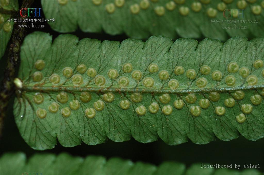  p>密鳞鳞毛蕨(学名: i>dryopteris pycnopteroides /i> (christ) c.