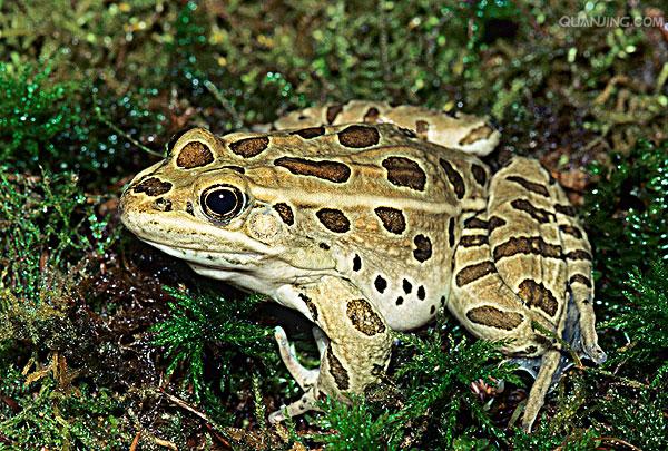 青蛙",现产于北美洲,常用于教学或作实验材料,由于身上的斑点花纹非常
