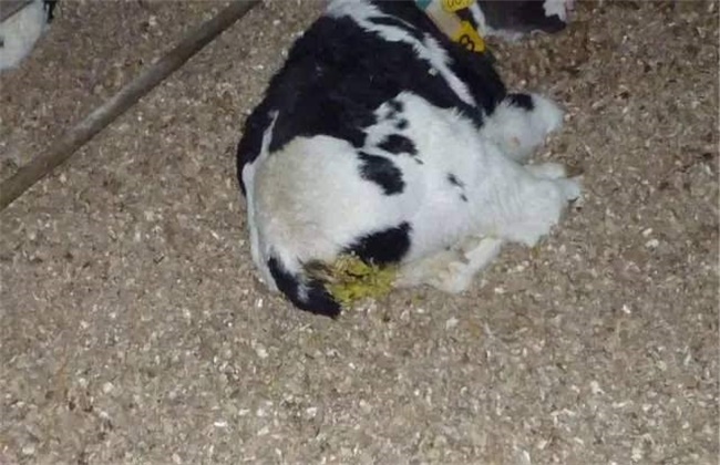 犊牛拉稀