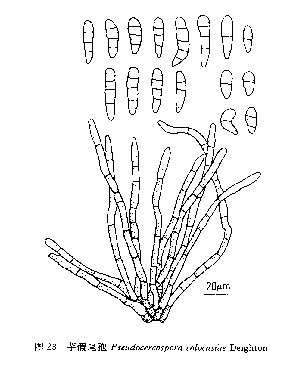 p>楤木假尾孢,微生物真菌.