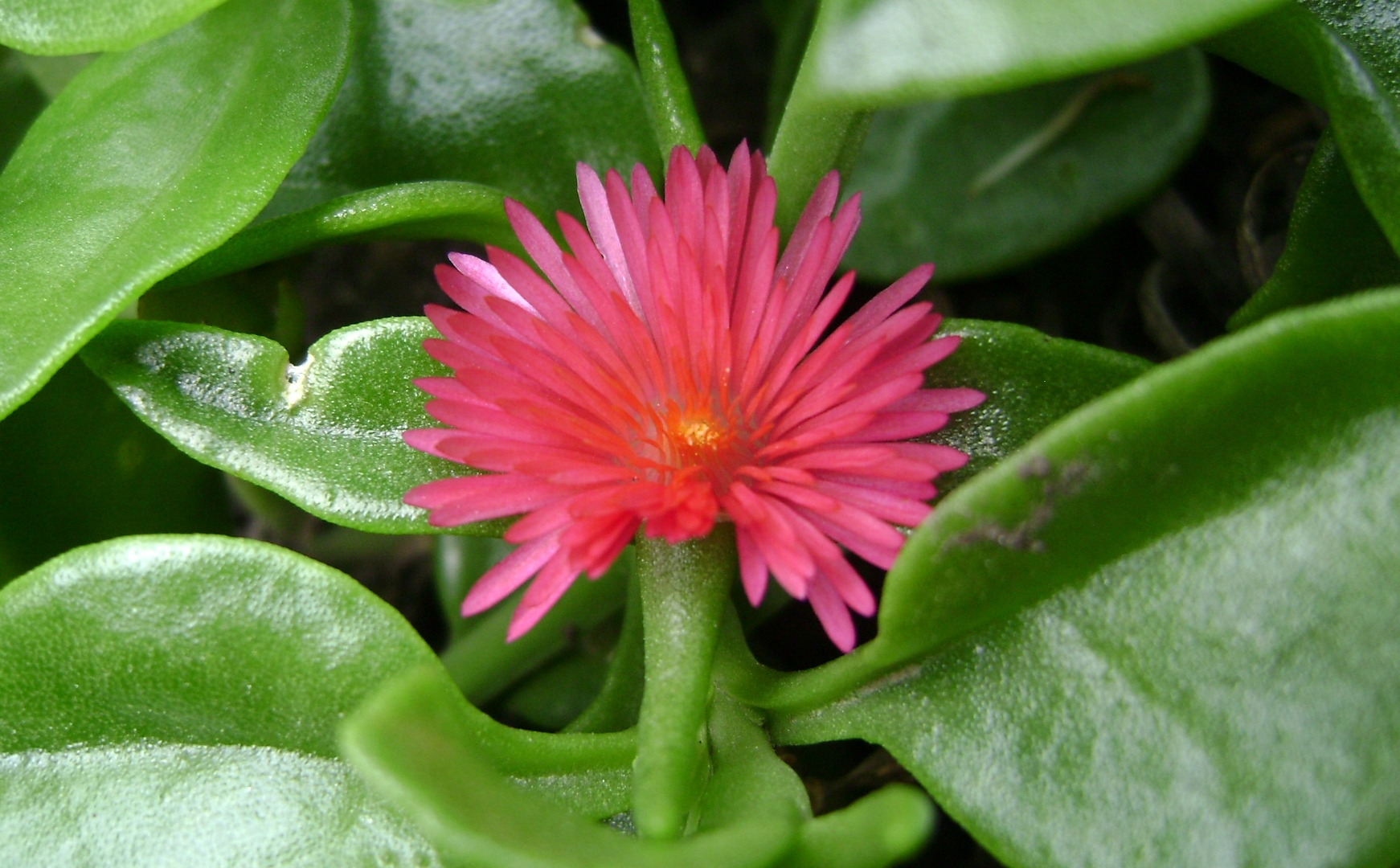  p>心叶日中花(学名: i>mesembryanthemum cordifolium /i> l. f.