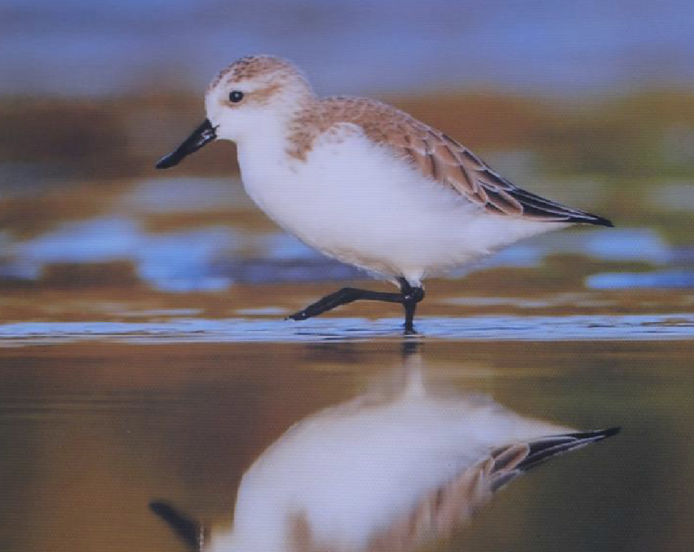  p>勺嘴鹬(学名: i>eurynorhynchus pygmeus /i>)是鹬科勺嘴鹬属鸟类