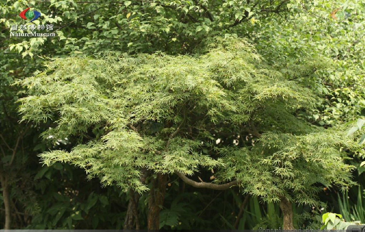 小叶鸡爪槭图片(小叶鸡爪槭图片大全)