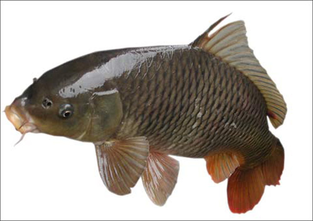  p> a target="_blank" href="/item/黄河鲤鱼/2840997" data-lemmaid